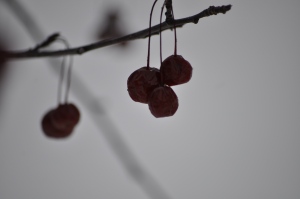 Same berries after the frost